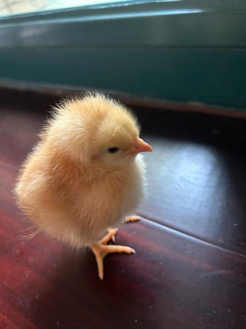 小鸡吃啥