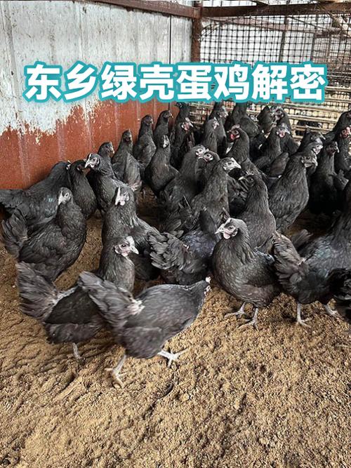 土鸡为什么下绿壳蛋缩略图