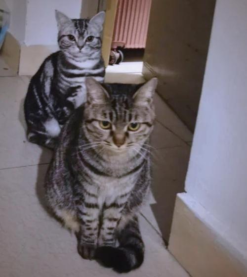狸花猫跟美短的串串会像谁