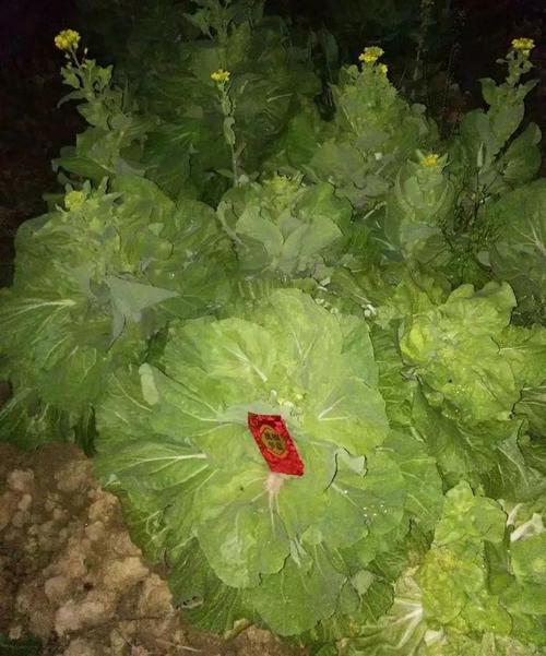 偷红包像偷菜一样缩略图