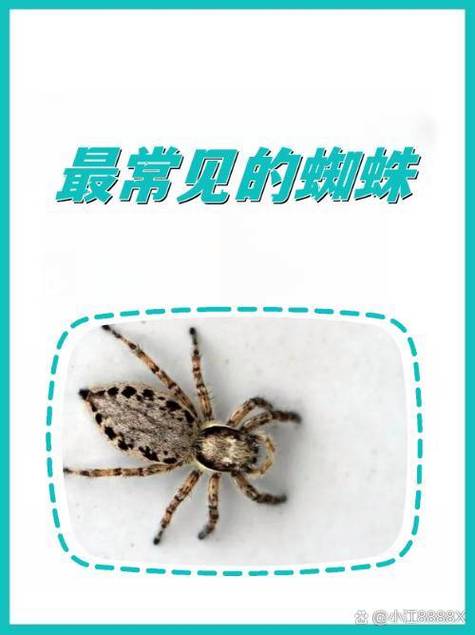 蜘蛛1在线观看免费完整版缩略图