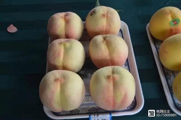 蜜桃是怎样炼成的缩略图