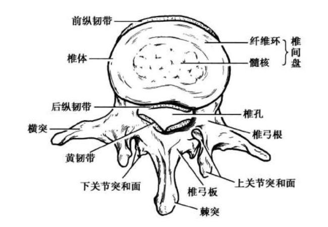 腰椎间盘骨架图