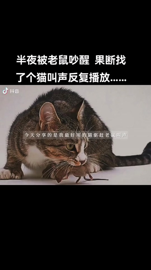 专门吓老鼠的猫叫声缩略图