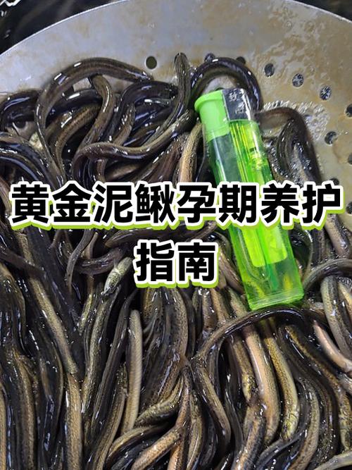 黄金鳅真的清理粪便吗图标