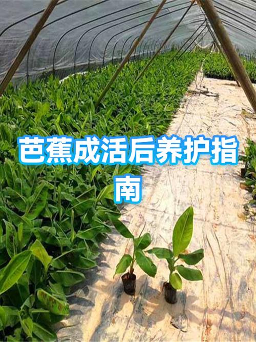 菠萝蜜不熟打开了还能放吗缩略图