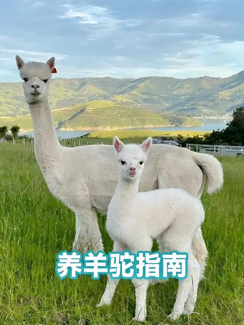 羊驼能养么缩略图