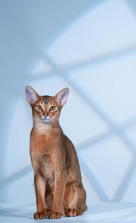 阿比西尼亚猫多少钱一只缩略图