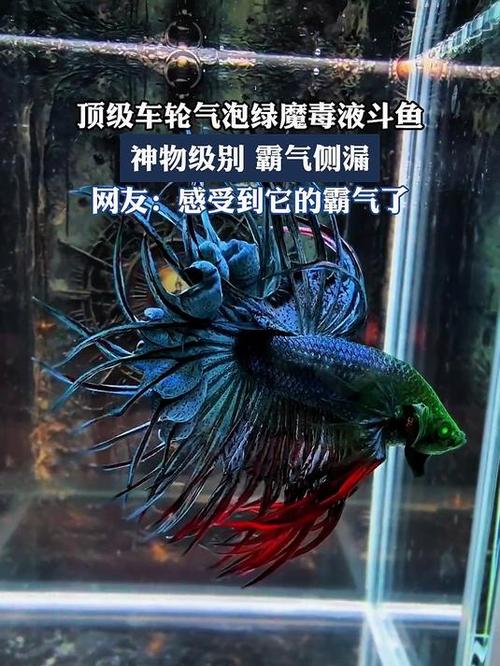 斗鱼图标