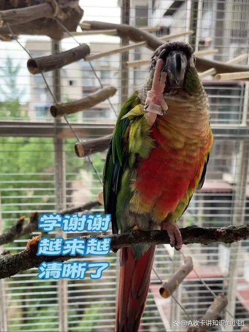 鹦鹉都会学说话吗图标