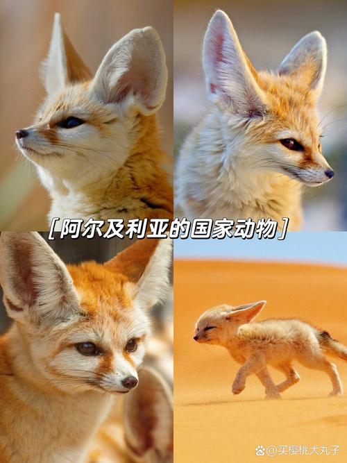 阿尔迪亚之塔冷狐图标