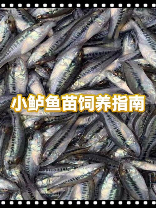 6公分鲈鱼5个月能长多大