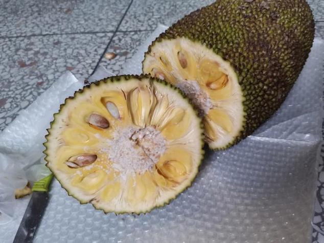 菠萝蜜脆的是没熟吗缩略图