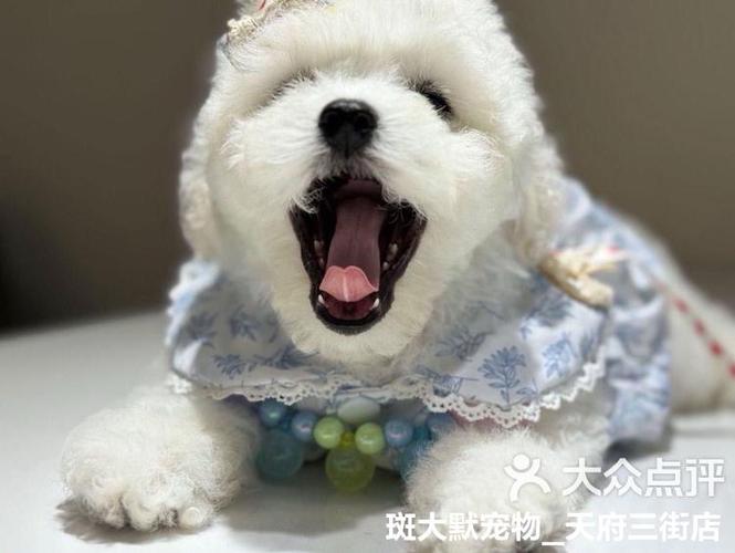 比熊最旺三种人缩略图