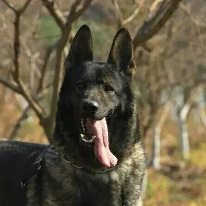 昆明犬三个品种哪个好缩略图