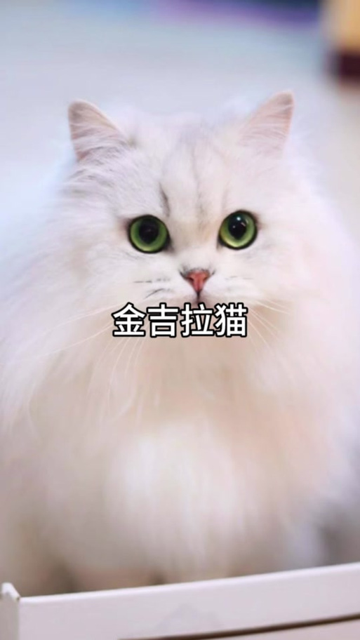 小橘猫多少钱缩略图