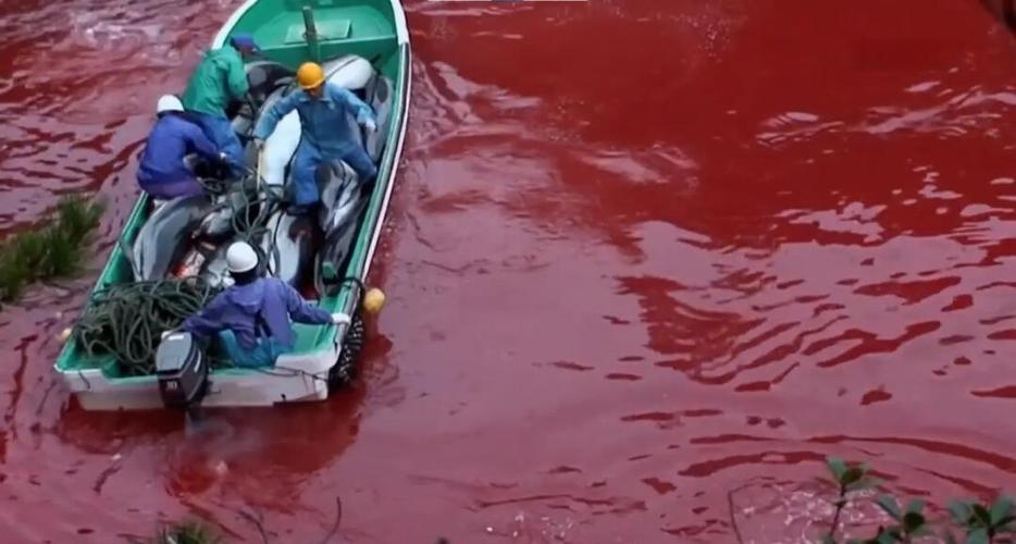 海豚湾图片缩略图