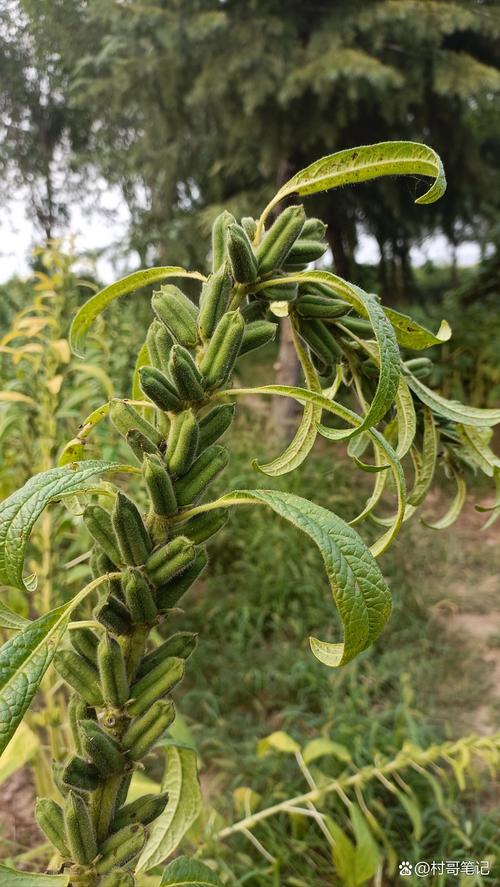 支付宝快速刷芝麻粒30个游戏截图
