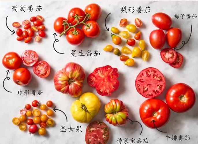 蓝莓番茄和黑珍珠番茄的区别缩略图
