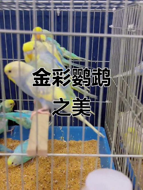 金渐层重点色缩略图