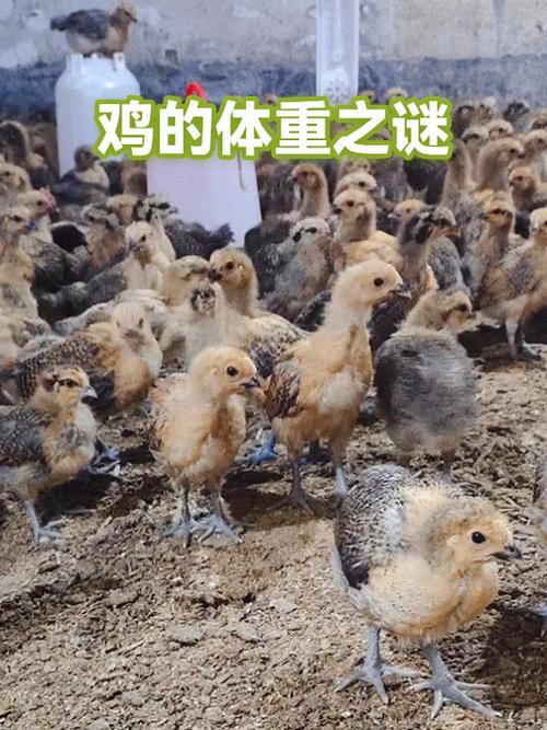 斤斤计较的动物猜一肖