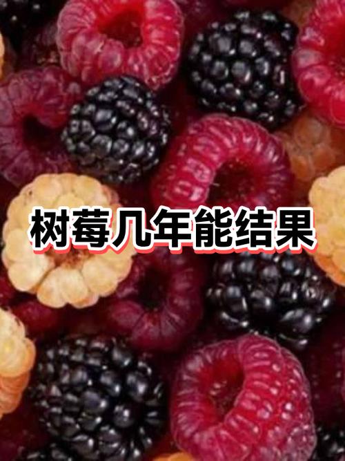 树莓阅读下载老版缩略图
