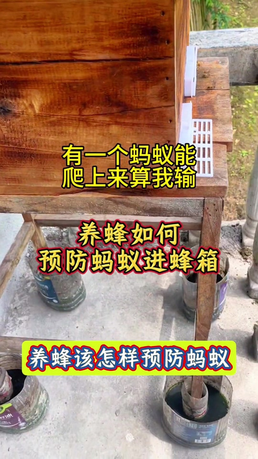 蜂箱怎么防蚂蚁最有效的方法缩略图