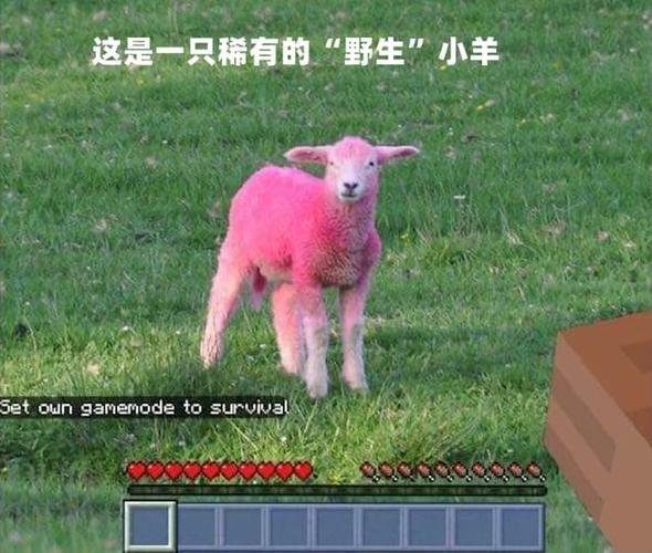 粉色羊有多少几率生存图标