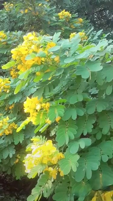 花儿在线观看全集高清免费观看游戏截图