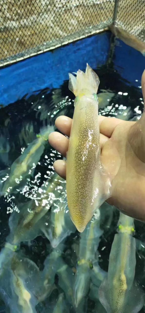 小鱿鱼图片大全缩略图