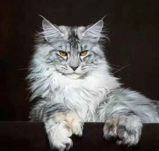 缅因猫最贵三个颜色