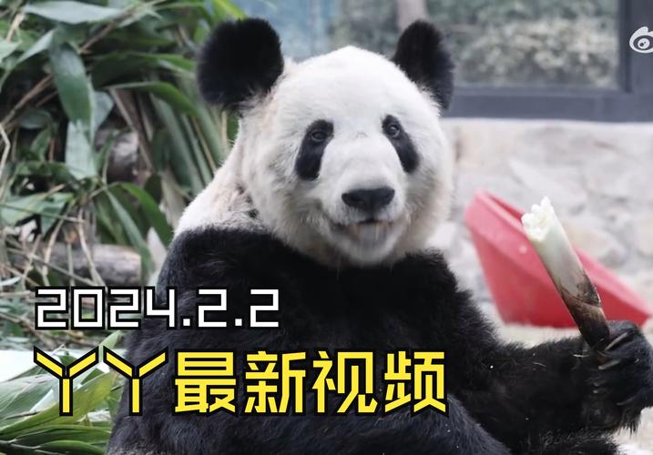 熊猫丫丫的结局缩略图