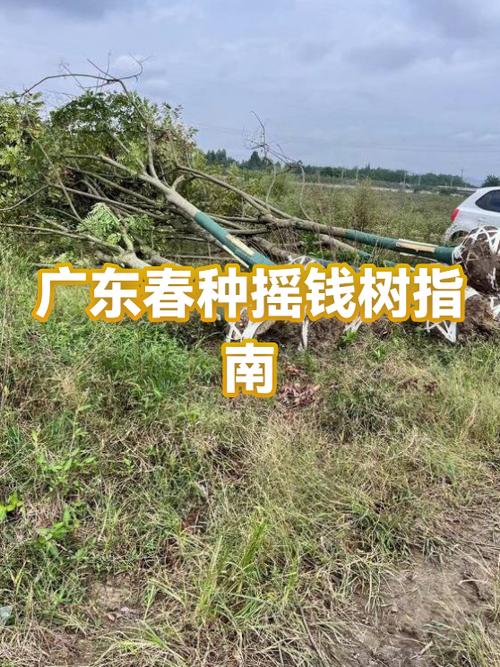 摇钱树多少钱一棵缩略图