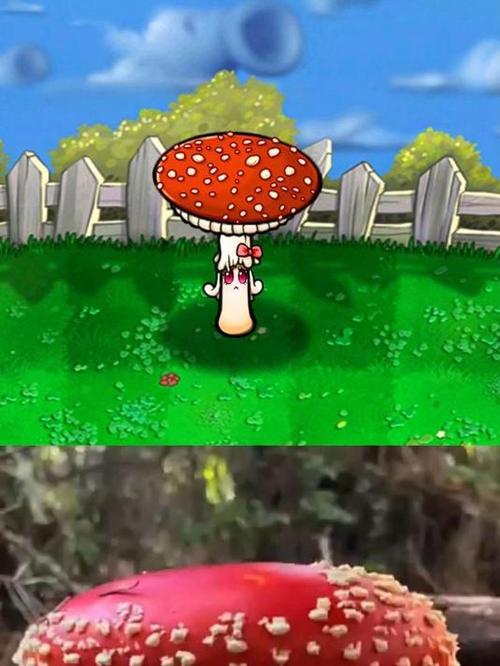 植物大战僵尸毒蘑菇缩略图