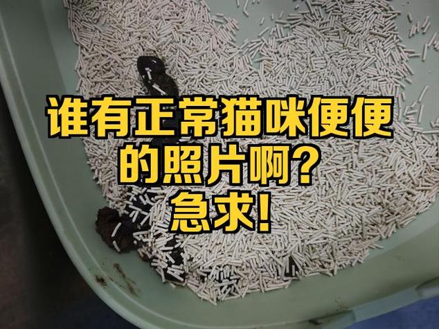 处理猫粪便会得病吗图标
