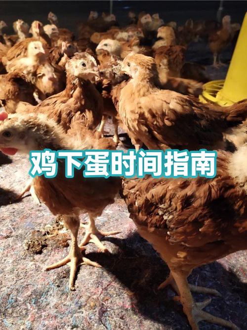 母鸡下蛋的玩法和规则缩略图