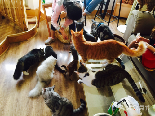 猫咪咖啡厅广告语游戏截图