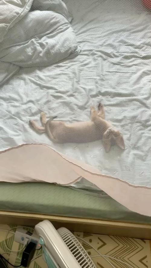 养了一只喵by何书