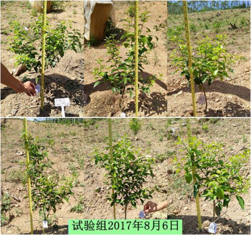 神农尝百草是炎帝尝百草吗