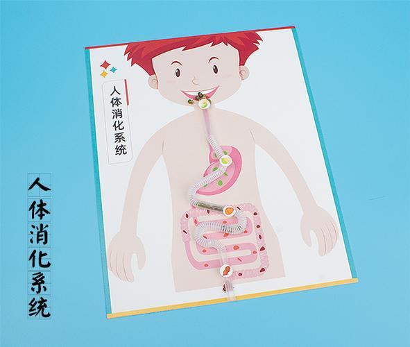 人体消化系统游戏