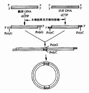 rat医学上代表什么