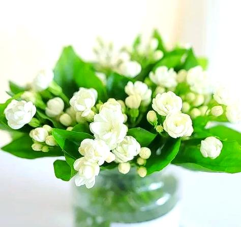 茉莉的花语缩略图