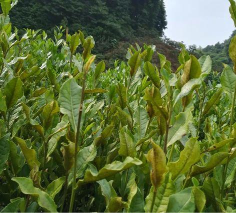 茶树病害图片大全缩略图