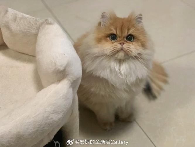 长毛金渐层多大开始爆毛图标