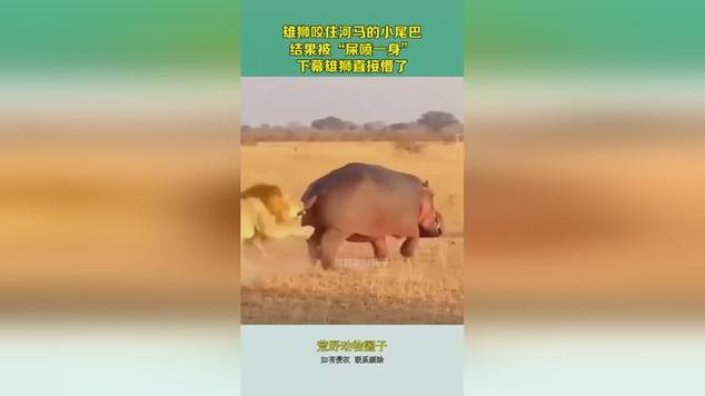 狮子咬河马被喷一身屎视频游戏截图