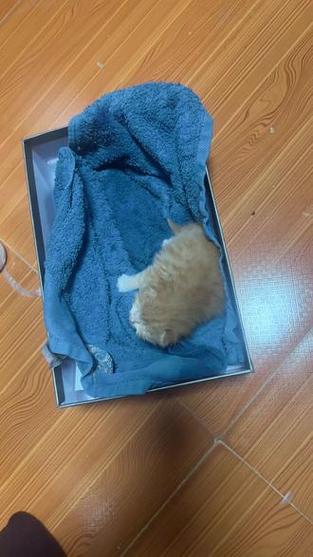 捡到一只招财猫缩略图