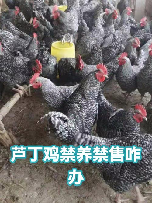 拼商品禁售一般禁售多久能解除缩略图