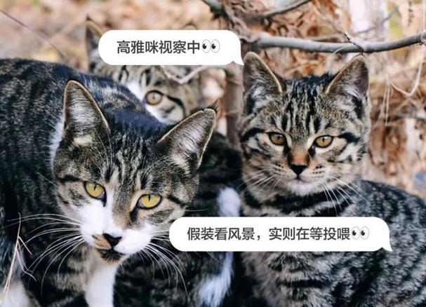 b站不能发弹幕游戏截图
