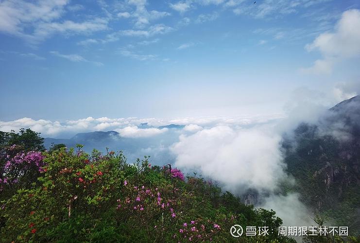 倚天混乱森林拯救放哪里