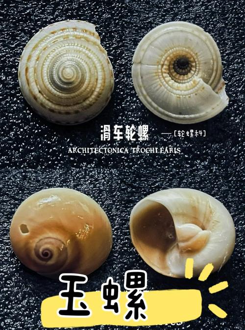 海螺壳脚本工具缩略图